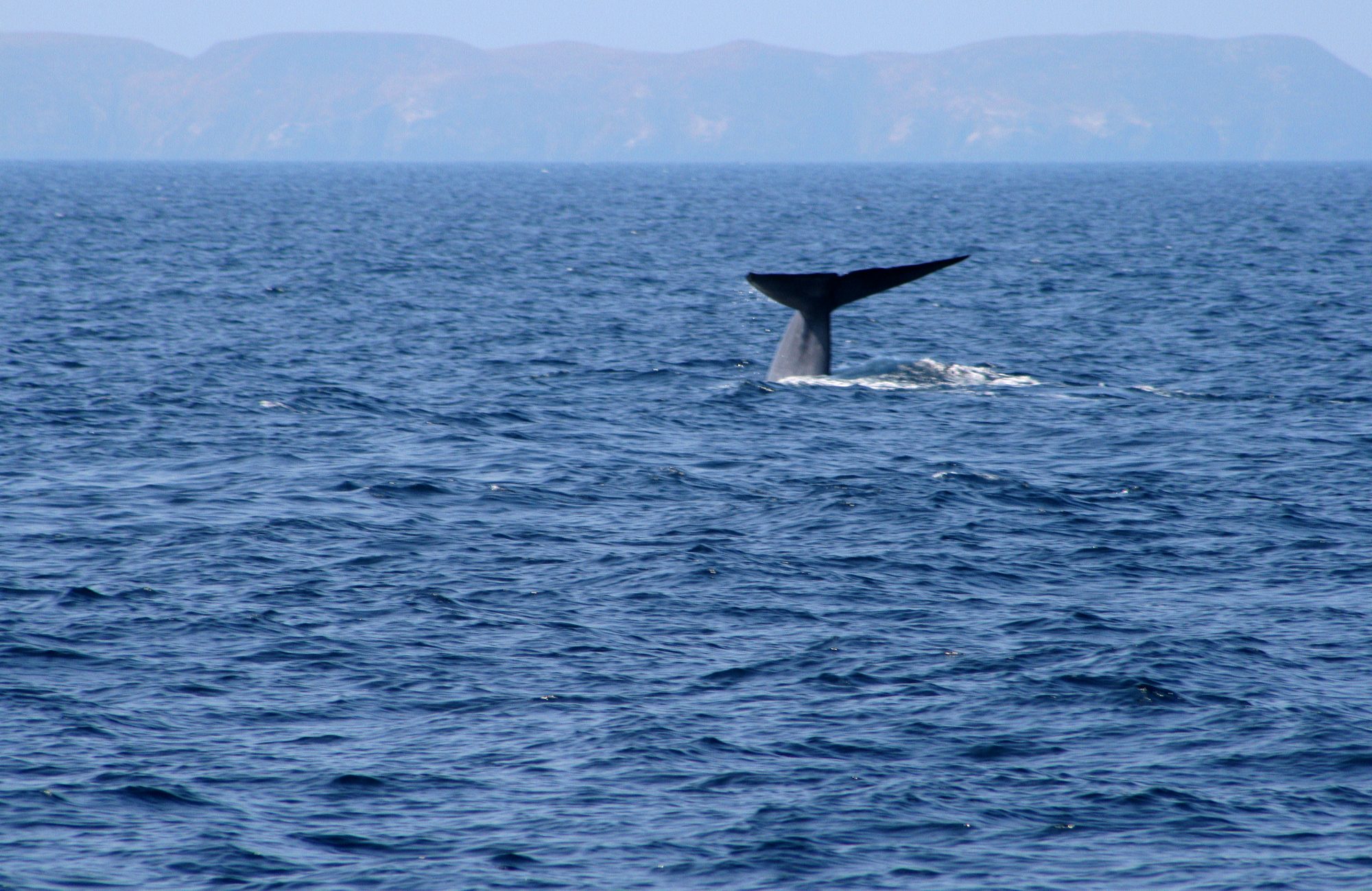 Channel Islands Whale Watching (3) - Doug's Channel Islands Tours