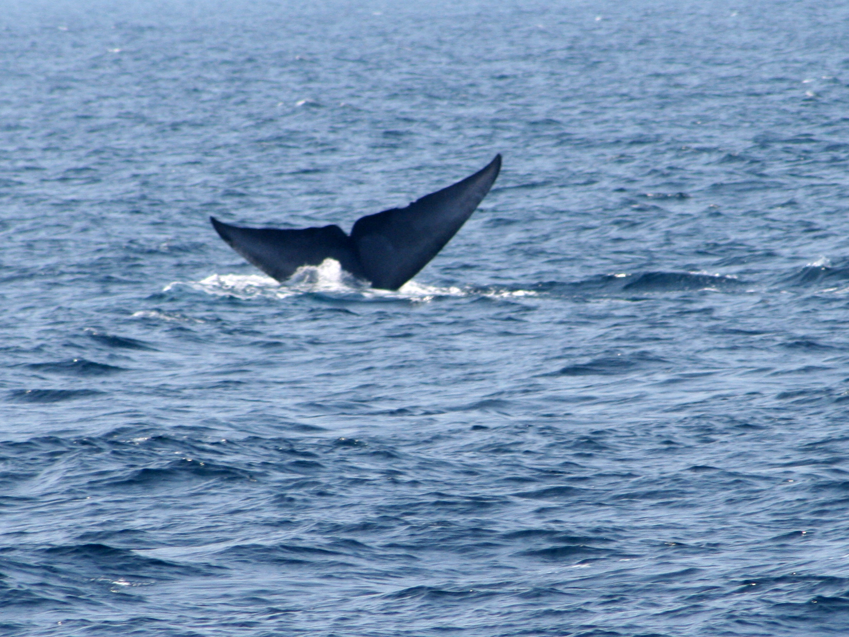 Channel Islands Whale Watching (5) - Doug's Channel Islands Tours