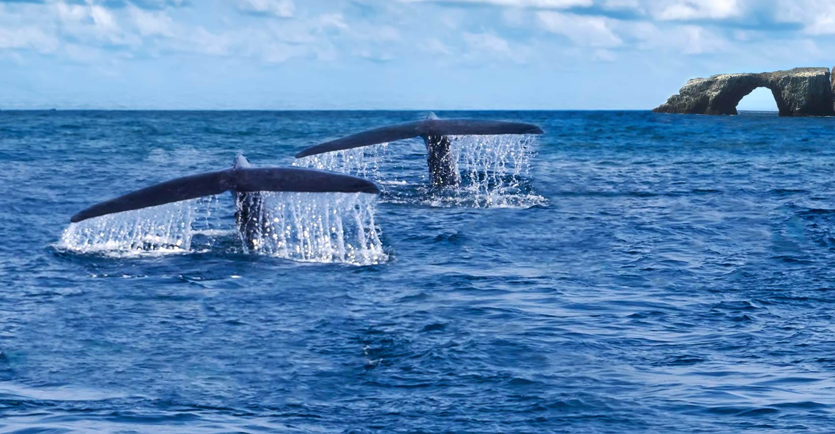 Whale Watching at the Channel Islands - Doug's Channel Islands Tours